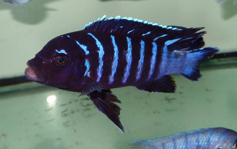 Maylandia sp. 'dolphin' Thumbi Point